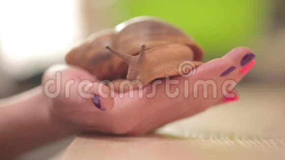 医用化妆品蜗牛在手上爬行大软体动物视频的预览图