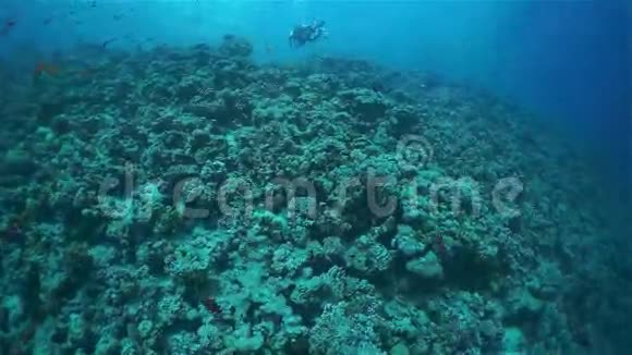 珊瑚海视频的预览图