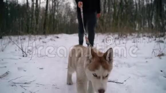 狗西伯利亚哈士奇冬季背景全高清高细节镜头在索尼A7III相机上拍摄视频的预览图