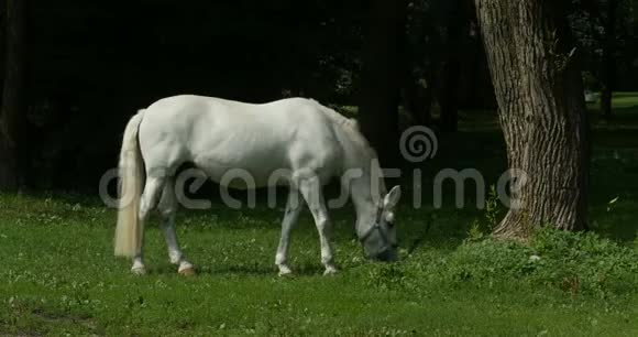 白马在牧场上吃草视频的预览图