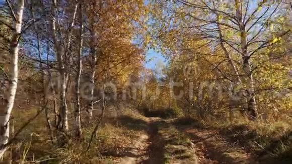 镜头移动到森林道路上阳光透过树叶照耀视频的预览图