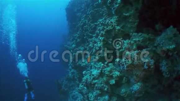 珊瑚海视频的预览图