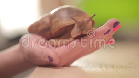 医用化妆品蜗牛在手上爬行大软体动物视频的预览图