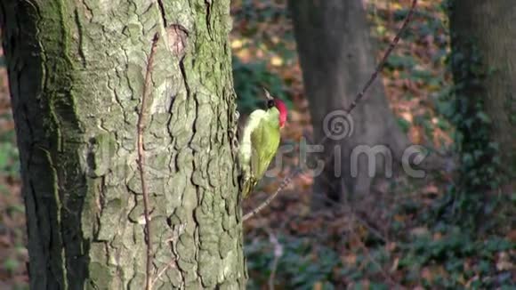 绿啄木鸟视频的预览图