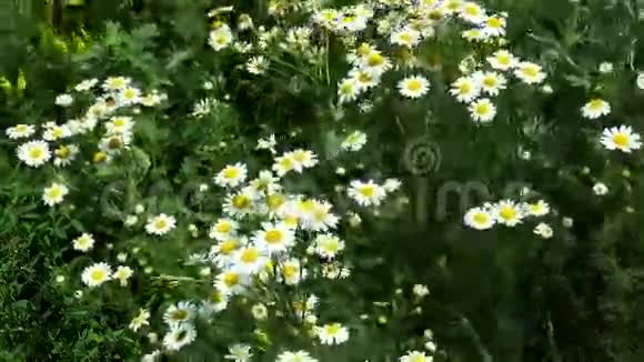 雏菊的草甸视频的预览图