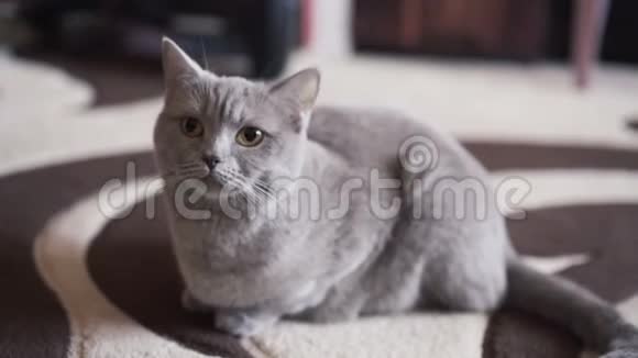 骄傲可爱的英国猫在镜头前地毯上休息的肖像视频的预览图