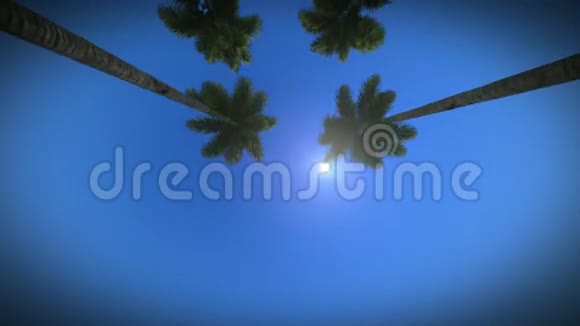棕榈树的录像视频的预览图