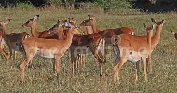 Impala美利坚合众国雌性肯尼亚马赛马拉公园实时视频的预览图