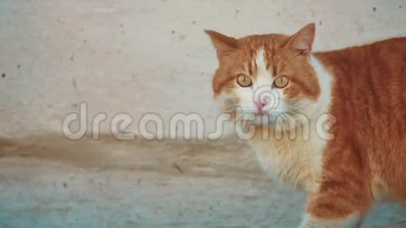 无家可归的猫无家可归的动物宠物问题街上的猫红头发坐在寒冷的生活方式冬季生病视频的预览图