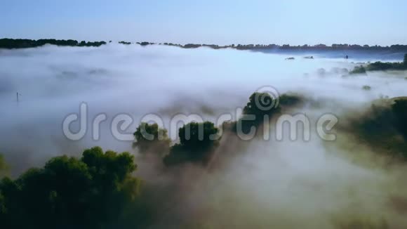 森林在雾中鸟瞰视频的预览图