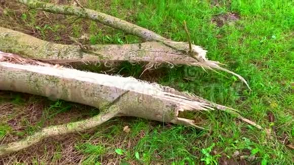 暴风雨过后一棵老桦树掉进了一片玉米地树的不同角度视频的预览图