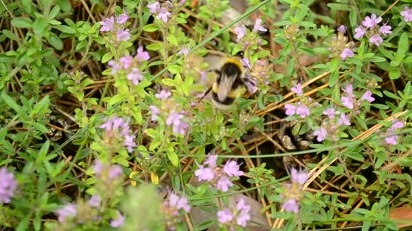 大黄蜂从野生百里香花中收集花粉视频的预览图