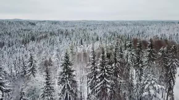 在寒冷的冬天快速地飞越大森林视频的预览图