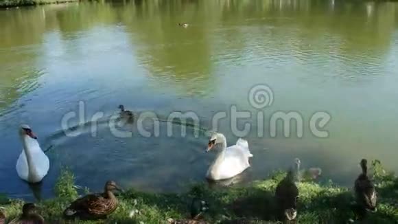 雅芳河畔的天鹅和鸭子视频的预览图