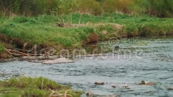 海狸在4k山屯河上用一根大树枝游泳视频的预览图