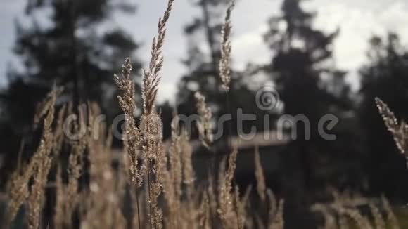草穗在绿色背景上随风摇曳草茎在晨光中绿色背景上的干草毛茸茸的穗视频的预览图