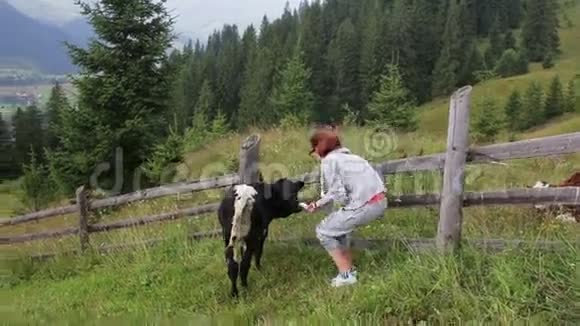 女孩在山里喂牛视频的预览图