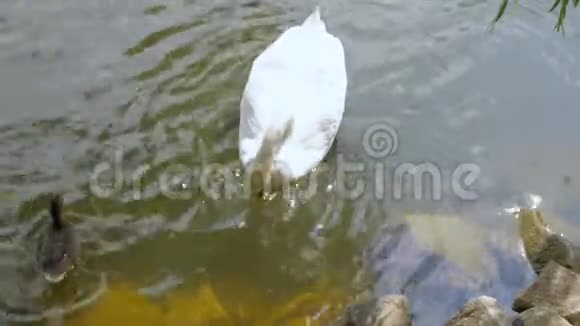 湖中的白天鹅游泳视频的预览图