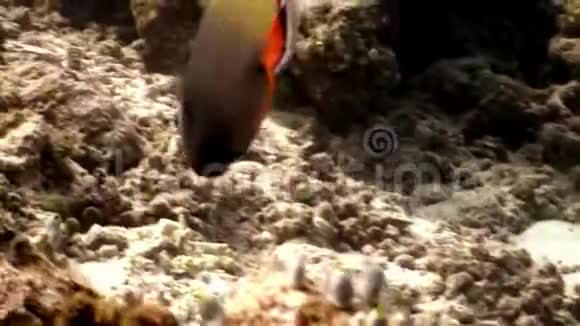 马尔代夫未知的奇异鱼类水下海洋天然水族馆视频的预览图