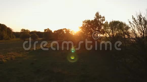 穿过树林的夕阳从太阳上闪闪发光摄像机的移动无人机向左平稳移动视频的预览图