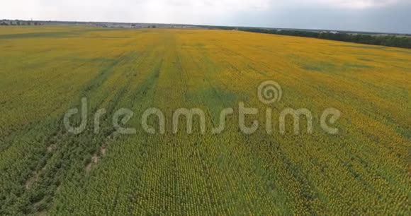 飞过干燥的田野夏日镜头向前移动一排排向日葵视频的预览图