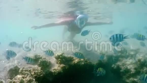 女子浮潜游泳浅水珊瑚鱼学校红海埃及视频的预览图