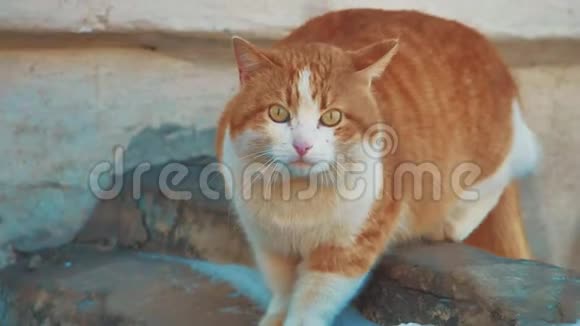 无家可归的猫无家可归的动物宠物问题街猫红头坐在寒冷的冬天生病的生活方式视频的预览图