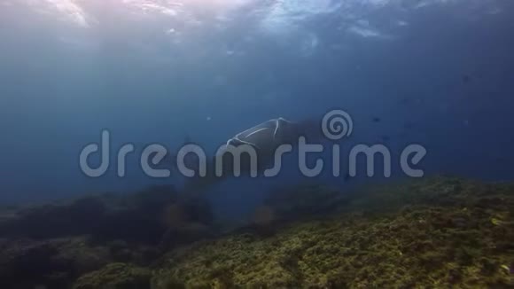 漂亮的一对大曼塔射线优雅的曼塔斯集团平静的蓝色海水中的海水视频的预览图