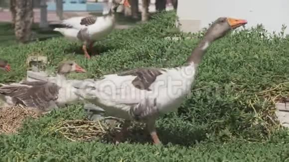 自制的鹅在草地上行走视频的预览图