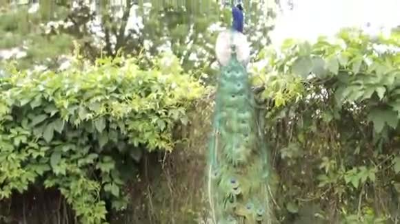 绿色花园上的孔雀视频的预览图