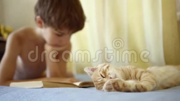 穿蓝色短裤的男孩在一只橙色苏格兰折叠猫附近的床上看书视频的预览图