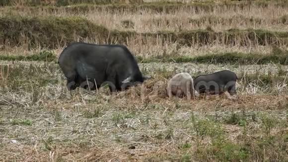 在水稻梯田上放牧的猪视频的预览图