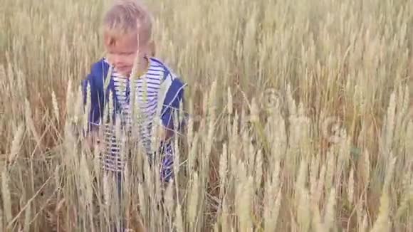 快乐的小男孩在阳光明媚的日子里带着小麦去野外小农场主的概念慢动作视频的预览图