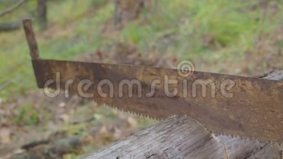 人在森林里锯木头特写锯子和伐木工人手在户外砍树人类切割木头视频的预览图