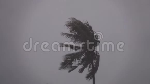 暴风雨天气下的棕榈树皇冠热带季风视频的预览图