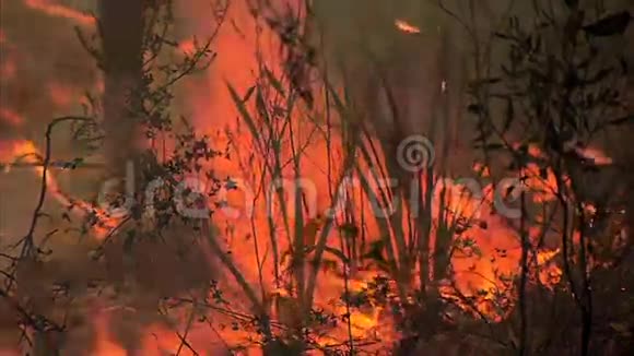灌木丛火灾视频的预览图