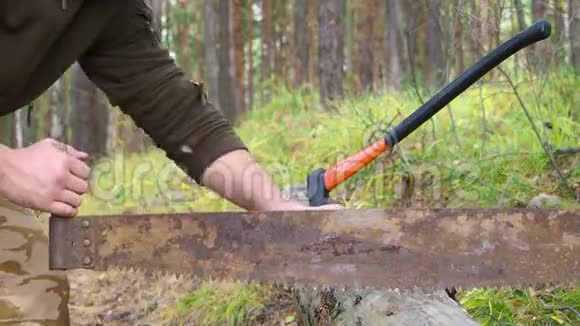 人在森林里锯木头特写锯子和伐木工人手在户外砍树人类切割木头视频的预览图