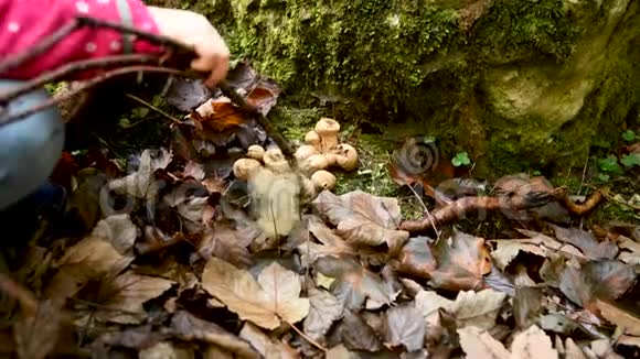 年轻女孩面目全非在森林里玩耍蹦蹦跳跳的蘑菇视频的预览图