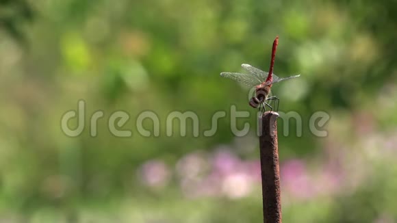 蜻蜓的舞蹈一只蜻蜓在茎上摆姿势视频的预览图