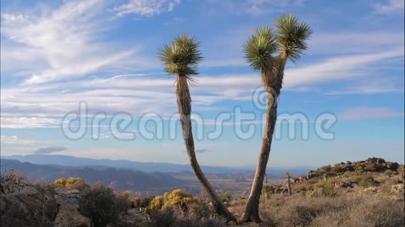沙漠中的仙人掌约书亚树在蓝天和山丘的背景上视频的预览图