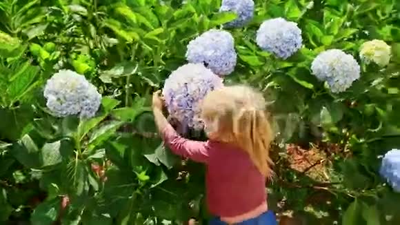 小女孩拥抱蓝色绣球花公园视频的预览图