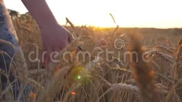 靠近雌性的手移动在成熟的小麦生长在草地上背景是阳光年轻女孩走路视频的预览图