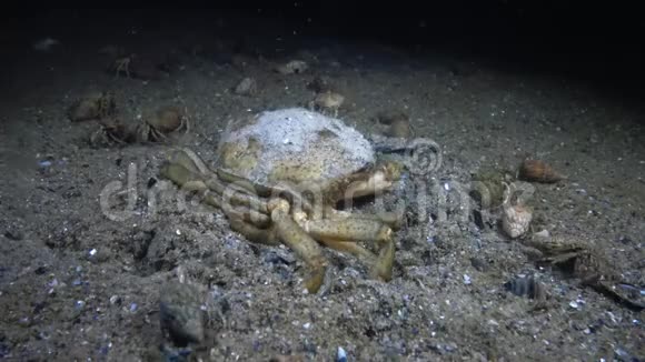 埋在海底沙中的青蟹视频的预览图