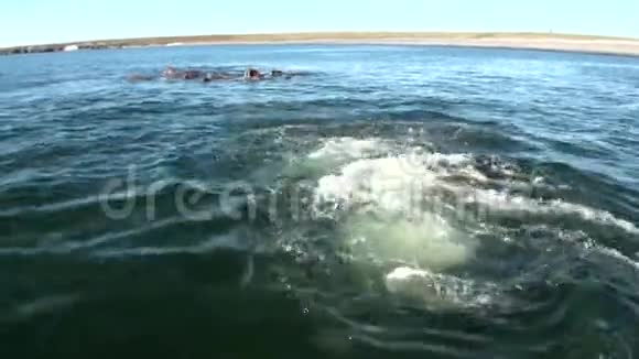 新地球北极水域海象群附近的橡皮艇上的人们视频的预览图