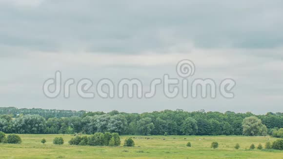 奶牛在大湖附近的一片绿野上放牧云雾笼罩绿野时间推移视频的预览图