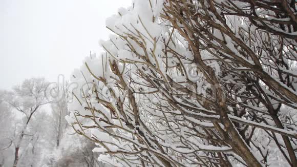 冬季景观白雪覆盖的树枝在多云的天空背景下视频的预览图
