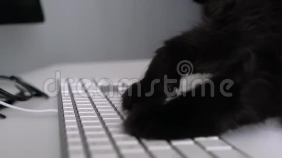 黑猫正在电脑键盘上输入文字视频的预览图