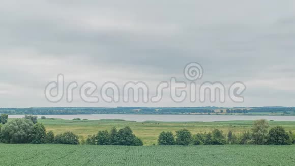 奶牛在大湖附近的一片绿野上放牧云雾笼罩绿野时间推移视频的预览图