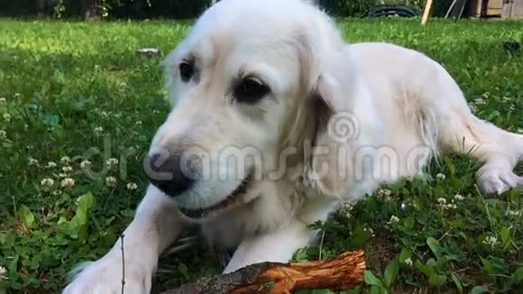 宠物的幸福生活有食欲的金毛猎犬在花园里啃魔杖慢动作视频的预览图