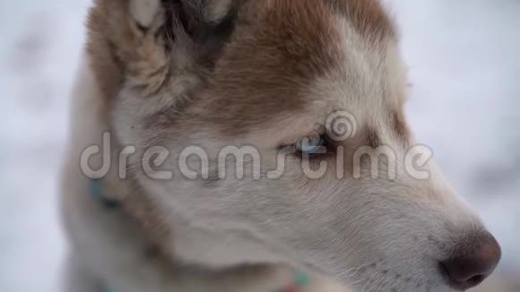 狗西伯利亚哈士奇冬季背景全高清高细节镜头在索尼A7III相机上拍摄视频的预览图